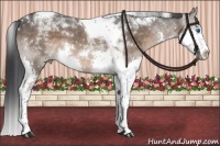 Horse Color:Brown Dun Splash Tobiano