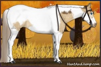 Horse Color:Chocolate Palomino Dun Tobiano Frame Rabicano 