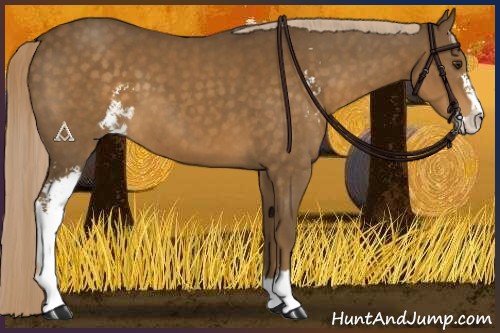 Horse Color:Chocolate Palomino Sabino