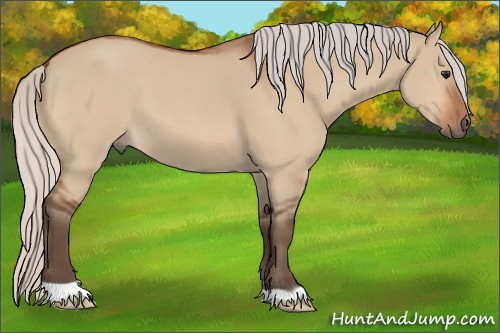 Horse Color:Silver Bay Dun 