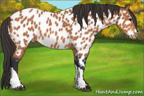 Horse Color:Bay Appaloosa 