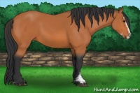 Horse Color:Bay Sabino 