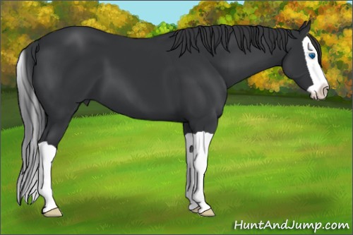 Horse Color:Black Splash 