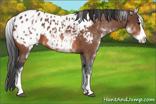 Horse Color:White Spotted Bay Splash Appaloosa 