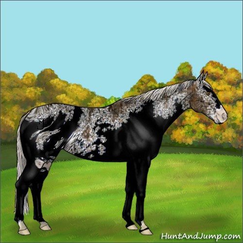 Horse Color:ERROR: UNKNOWN ANOMALY