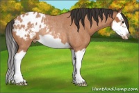 Horse Color:Bay Roan Splash Frame Appaloosa Rabicano 