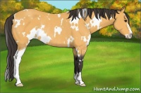 Horse Color:White Spotted Buckskin Sabino Rabicano 