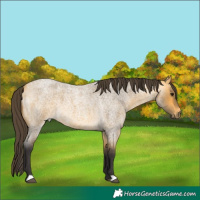 Horse Color:Buckskin Roan 