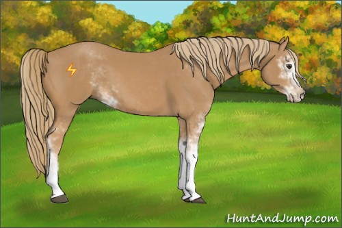 Horse Color:Chestnut Sabino
