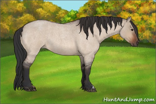 Horse Color:Unknown 