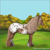 Horse Color:Chestnut Appaloosa 