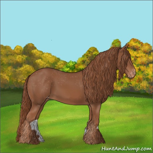 Horse Color:Chestnut Appaloosa 