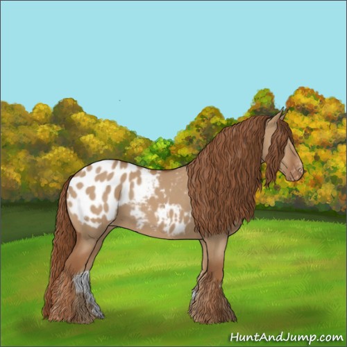 Horse Color:Red Dun Appaloosa 