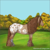 Horse Color:Red Dun Appaloosa 