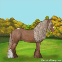 Horse Color:Chestnut Appaloosa 