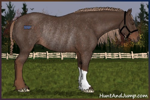 Horse Color:Liver Chestnut Rabicano