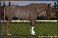 Horse Color:Liver Chestnut Rabicano 