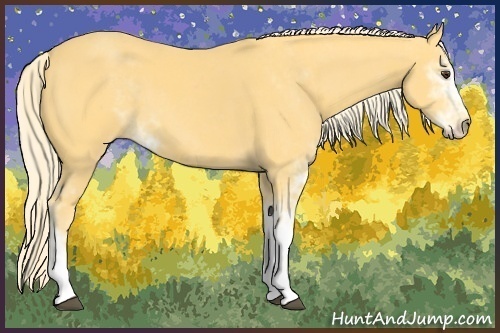 Horse Color:Palomino Sabino 