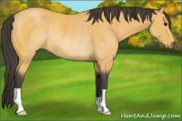 Horse Color:Buckskin Rabicano 