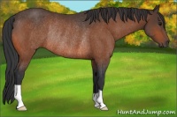 Horse Color:Bay Rabicano 