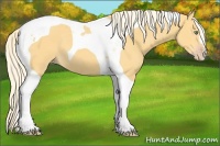 Horse Color:Gold Cream Champagne Tobiano 