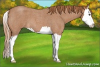Horse Color:Red Roan Sabino Splash 