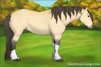 Horse Color:Buckskin Tobiano