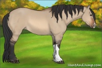 Horse Color:Bay Dun
