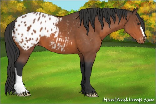 Horse Color:Bay Blanket