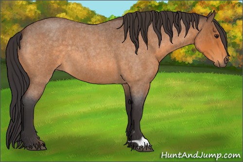 Horse Color:Buckskin Roan