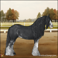 Horse Color:Black Sabino 
