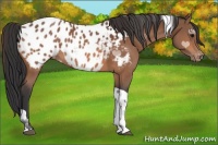Horse Color:Bay Tobiano Near Leopard 