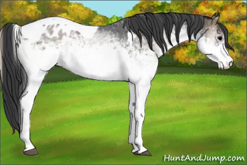 Horse Color:White Spotted Blue Onyx Tobiano Blanket