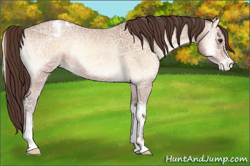 Horse Color:Amber Champagne Ice Onyx Varnish