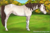 Horse Color:Amber Champagne Ice Onyx Varnish 