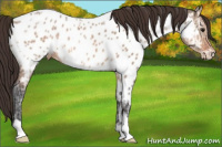 Horse Color:Bay Ice Dun Appaloosa 
