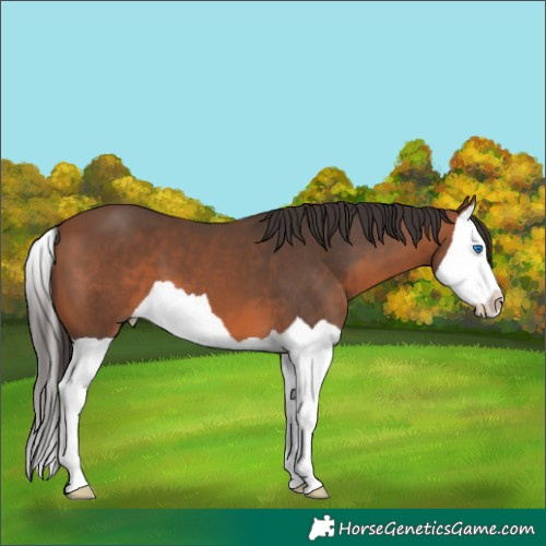 Horse Color:Bay Splash 