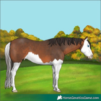 Horse Color:Bay Splash 