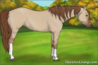 Horse Color:Red Dun 