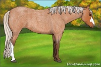 Horse Color:Silver Bay Roan 