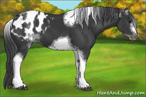 Horse Color:White Spotted Black Splash Tobiano Frame Appaloosa