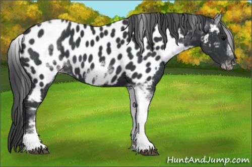 Horse Color:White Spotted Black Splash Tobiano Frame Near Leopard 