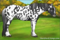 Horse Color:White Spotted Black Splash Tobiano Frame Near Leopard 