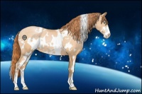 Horse Color:White Spotted Buckskin Pearl Sabino