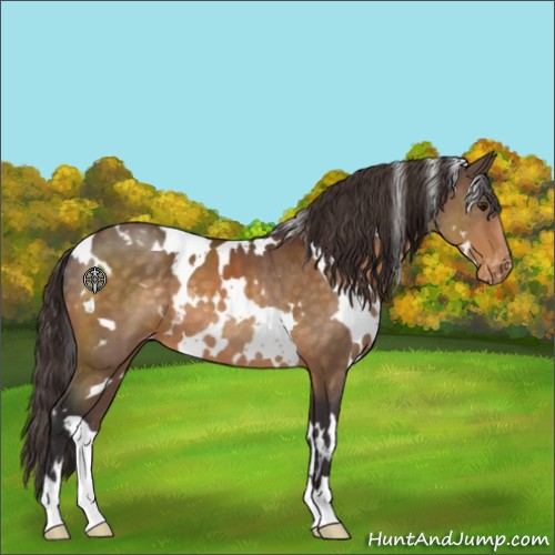 Horse Color:White Spotted Buckskin Varnish
