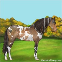Horse Color:White Spotted Buckskin Varnish 