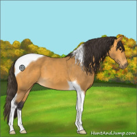 Horse Color:Buckskin Tobiano