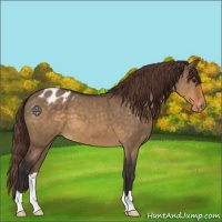 Horse Color:Buckskin Dun Varnish