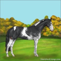 Horse Color:White Spotted Black Tobiano Appaloosa Rabicano 