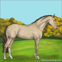 Horse Color:Classic Cream Champagne Dun 
